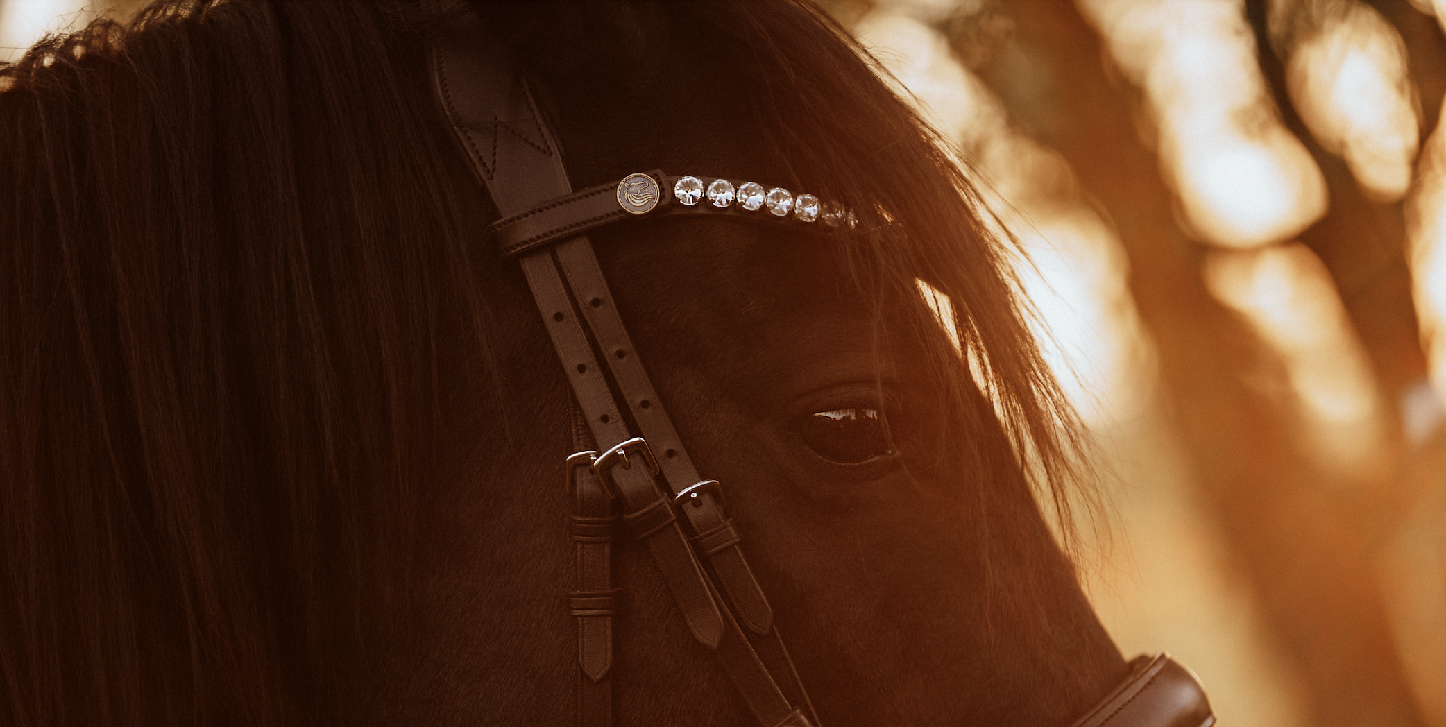 Pferd mit BRIDLERY Stirnriemen