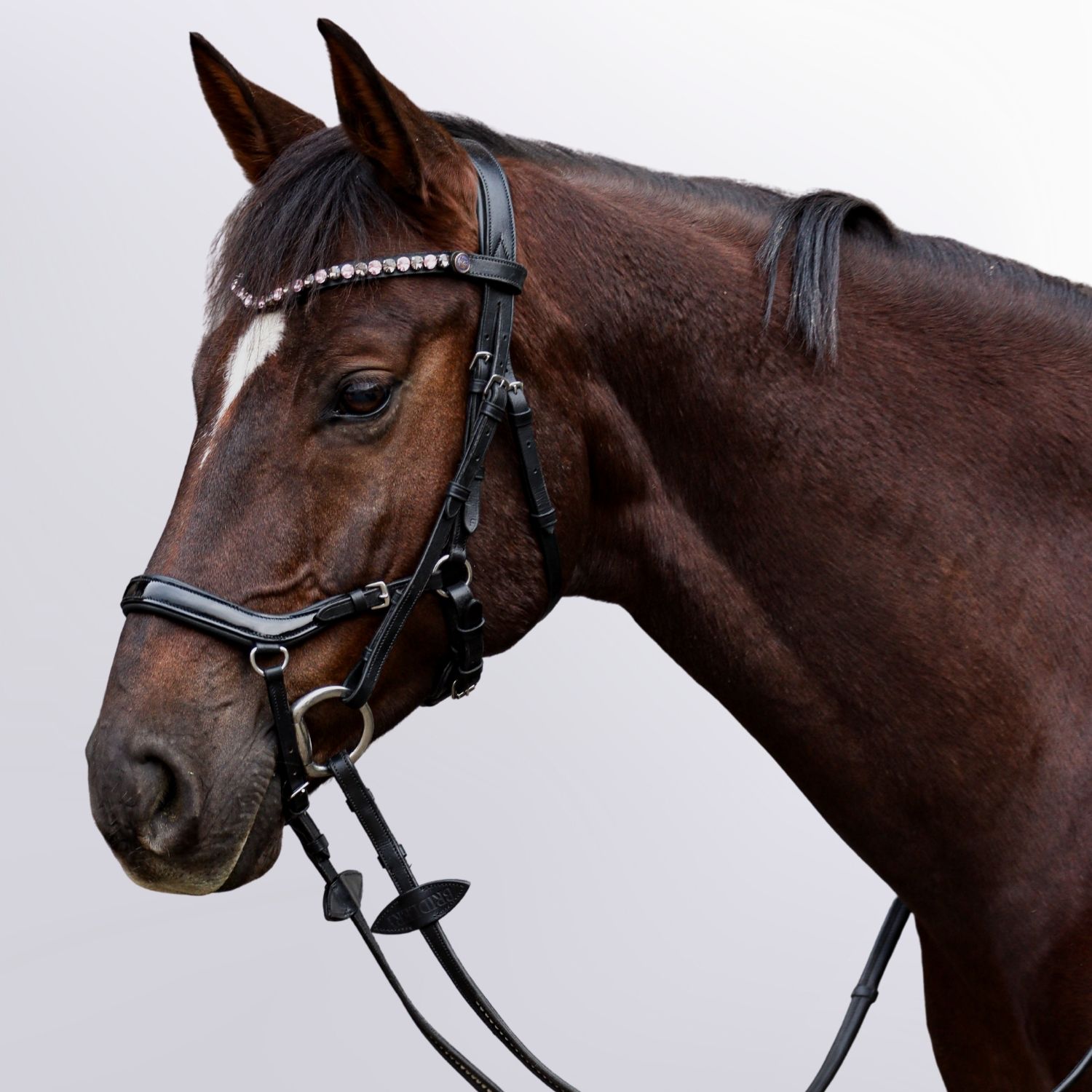 Bridle Outline