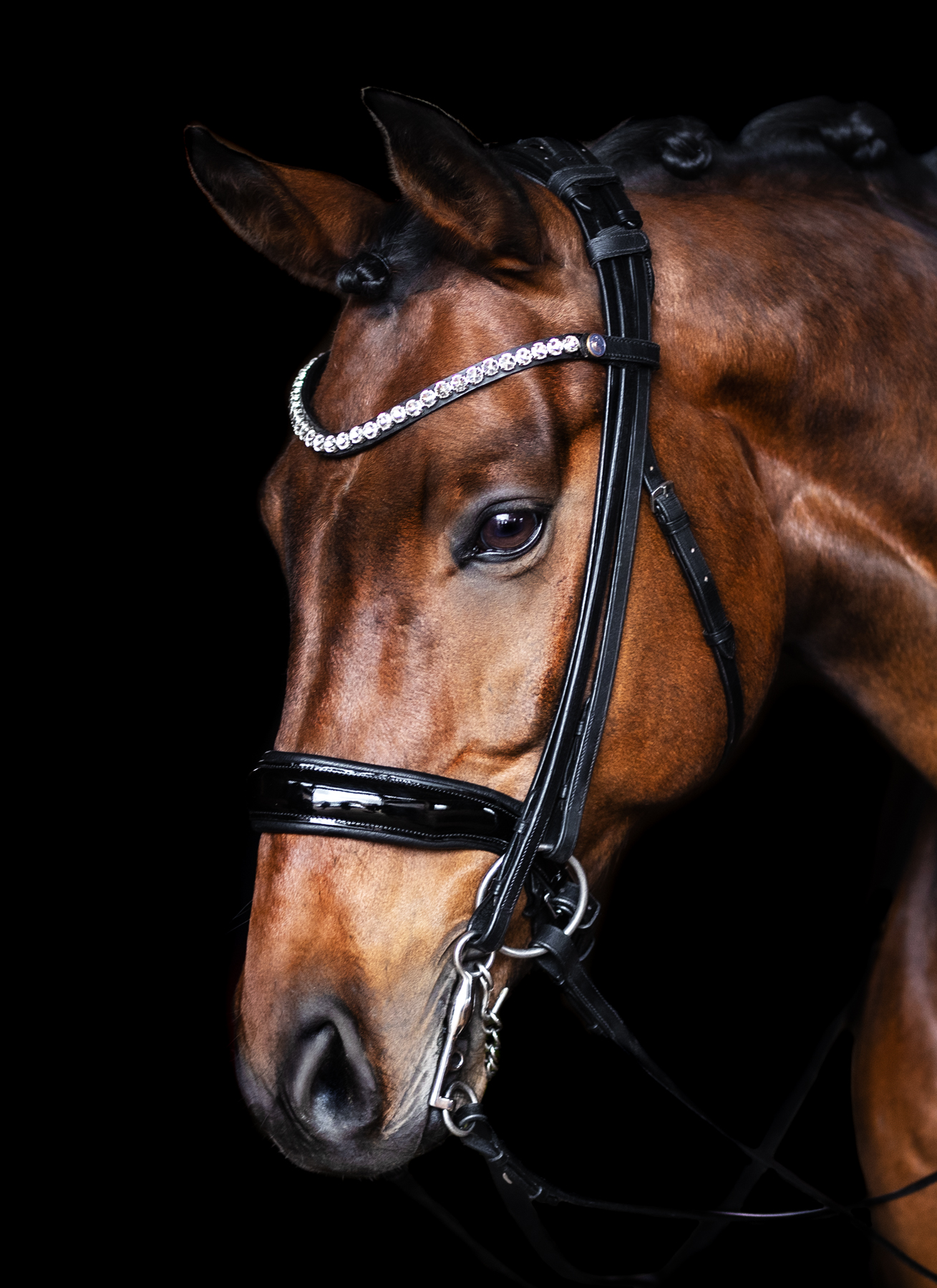 Double Bridle Velvet Cob